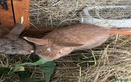 Mixed Breed rabbits for sale: Baby Rabbits and a Mama & female baby.  - Image 6