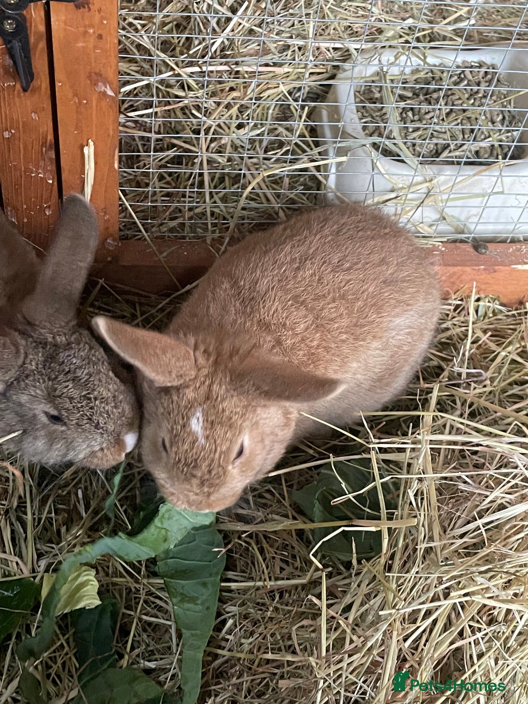 Mixed Breed rabbits for sale: Baby Rabbits and a Mama & female baby.  - Image 6