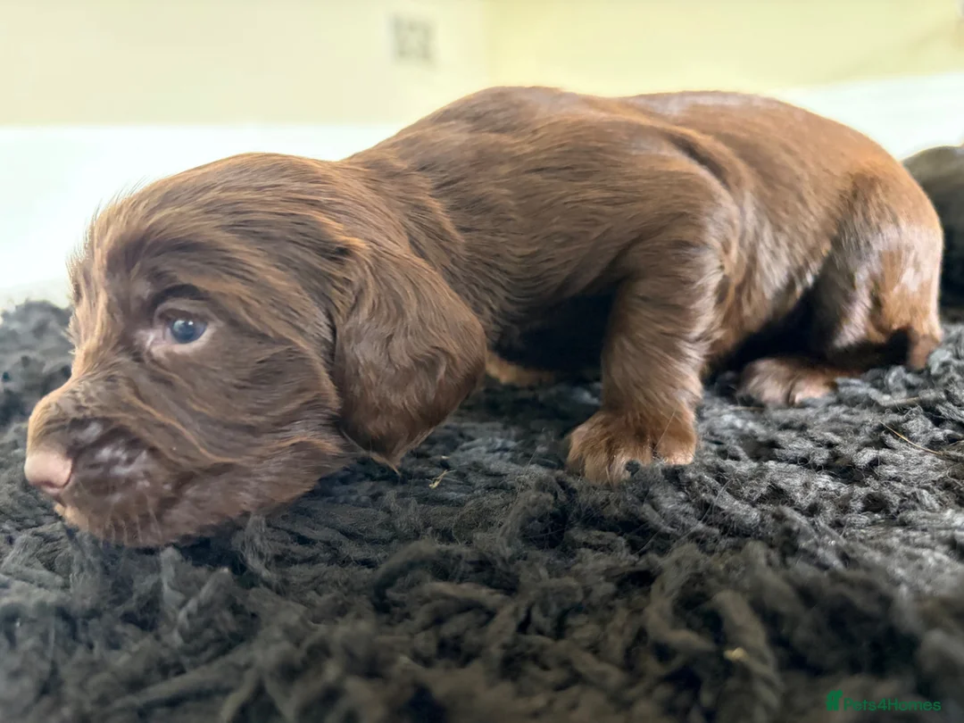 Cocker Spaniel dogs for sale: KC registered pedigree cocker spaniels - Advert 38