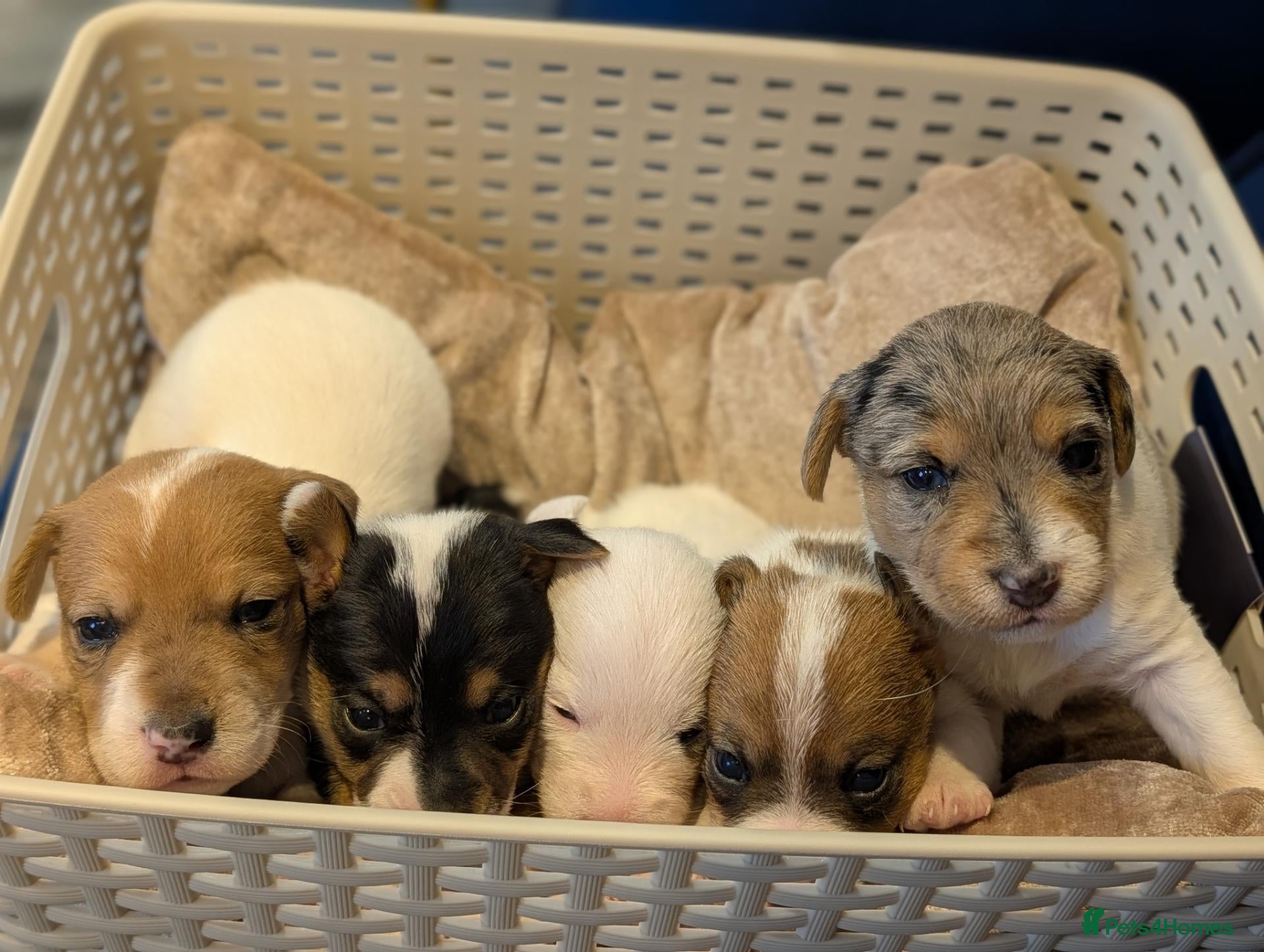 Jack Russell dogs for sale: 5 beautiful Jack Russell puppies for sale - Advert 2