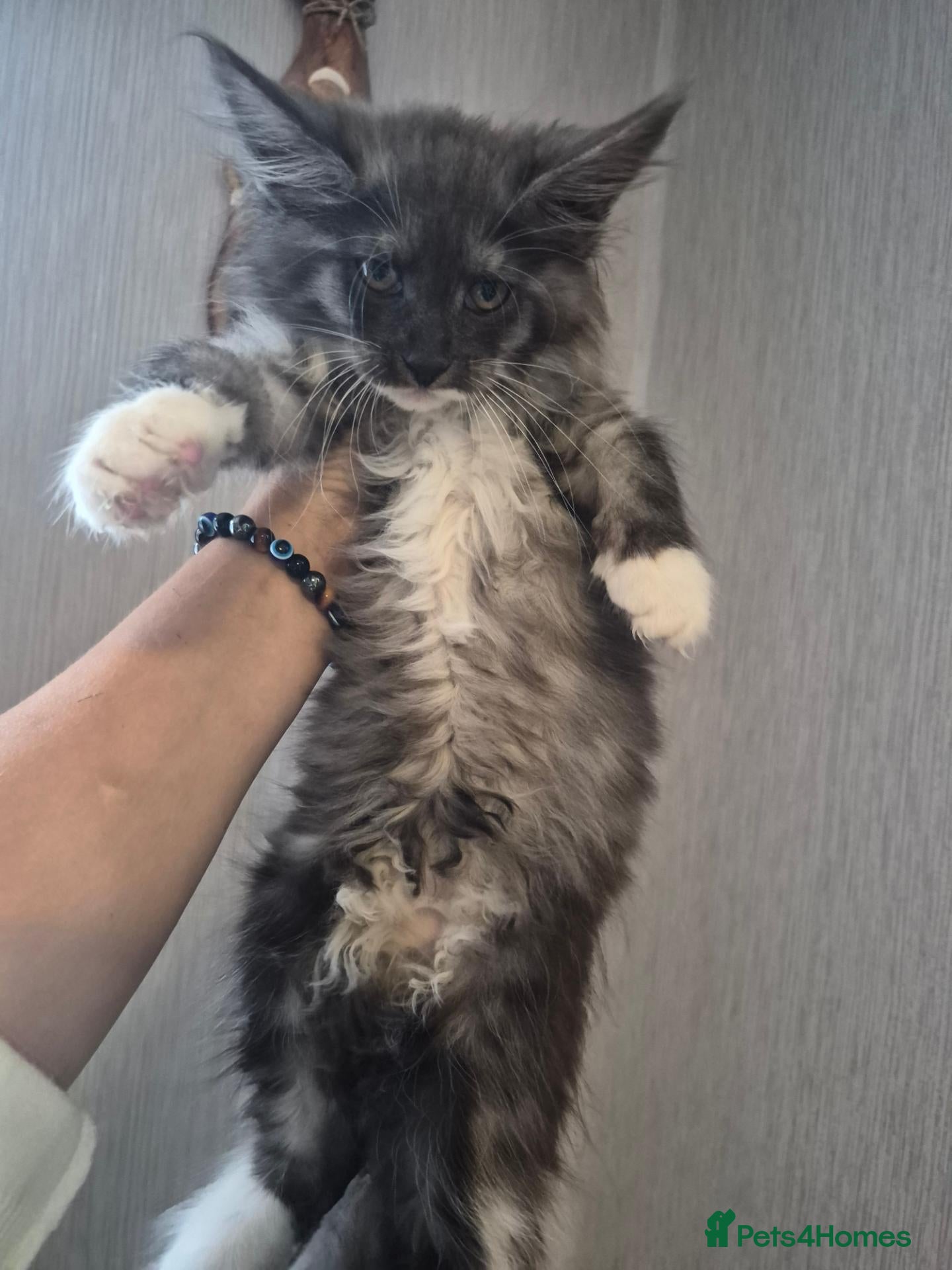 Maine Coon cats Beautiful Maine coon kitten girls  - Advert 2