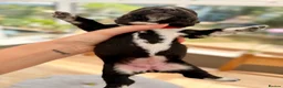 Mixed Breed dogs for sale: 🐾 ✨POMSKY X MINIATURE DACHSHUND PUPPIES ✨🐾 - Advert 15