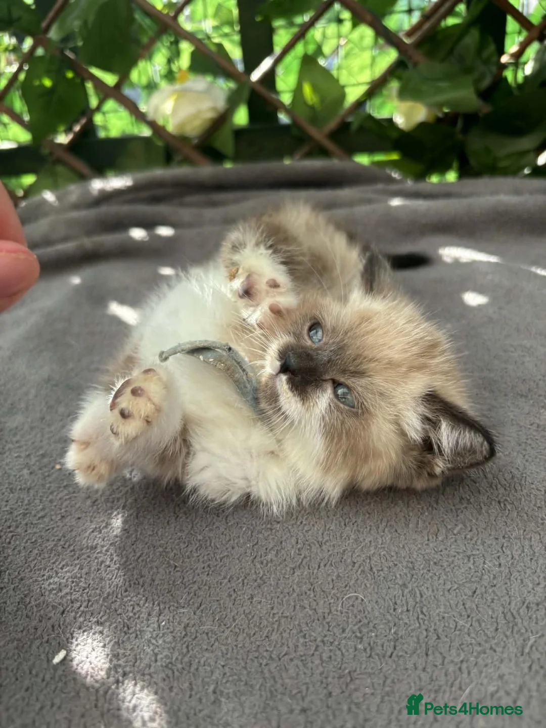 British Shorthair cats for sale:  britishshort x kittens - Advert 1