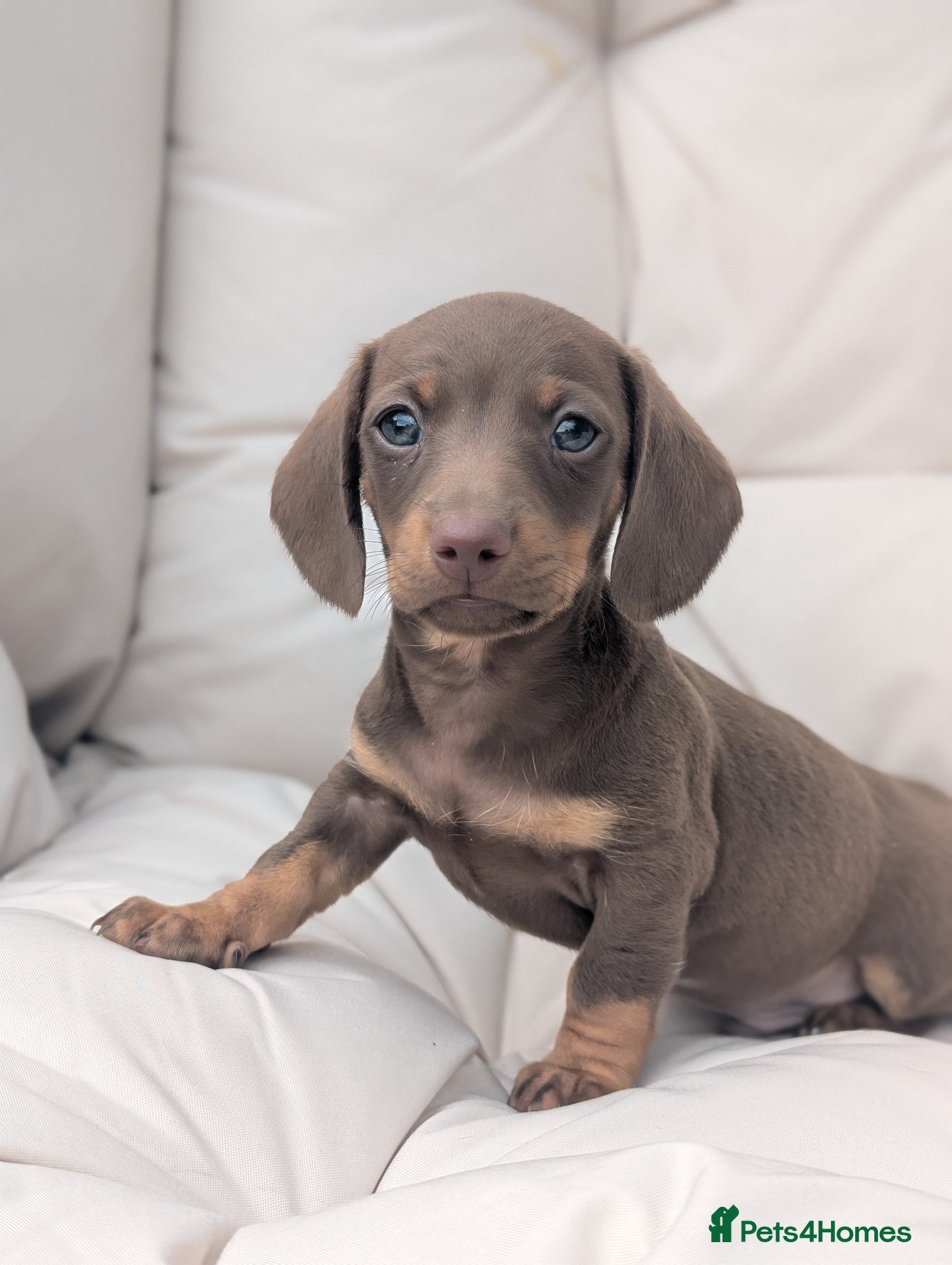 Miniature Dachshund dogs Longhaired and smooth miniature dachshunds  - Advert 7
