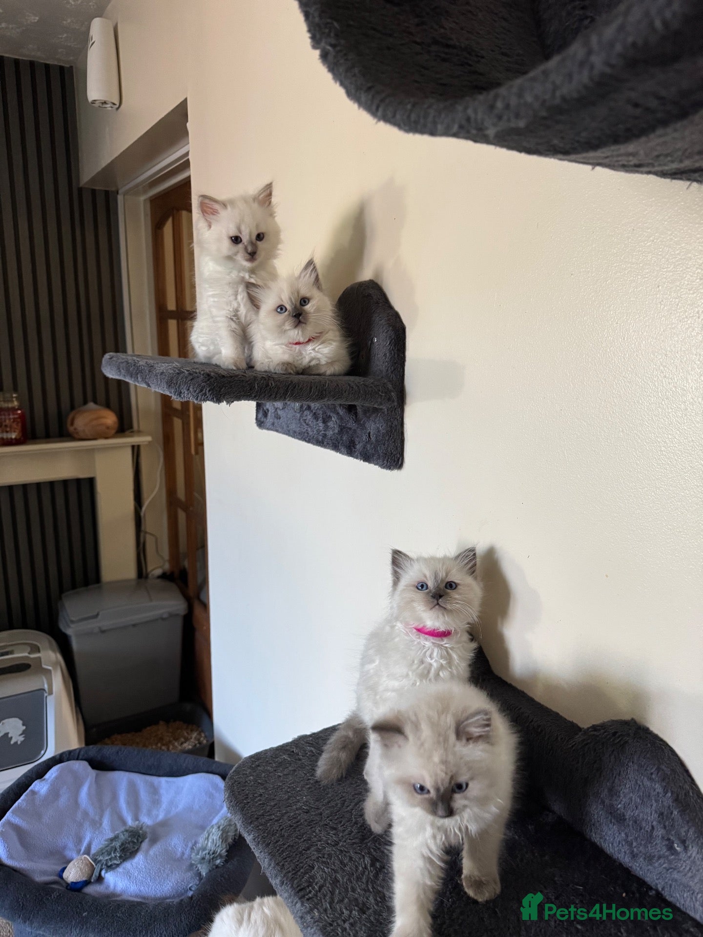 Ragdoll cats 🐾 3 x Boys, TICA registered Ragdoll Kittens 🐾 - Advert 1