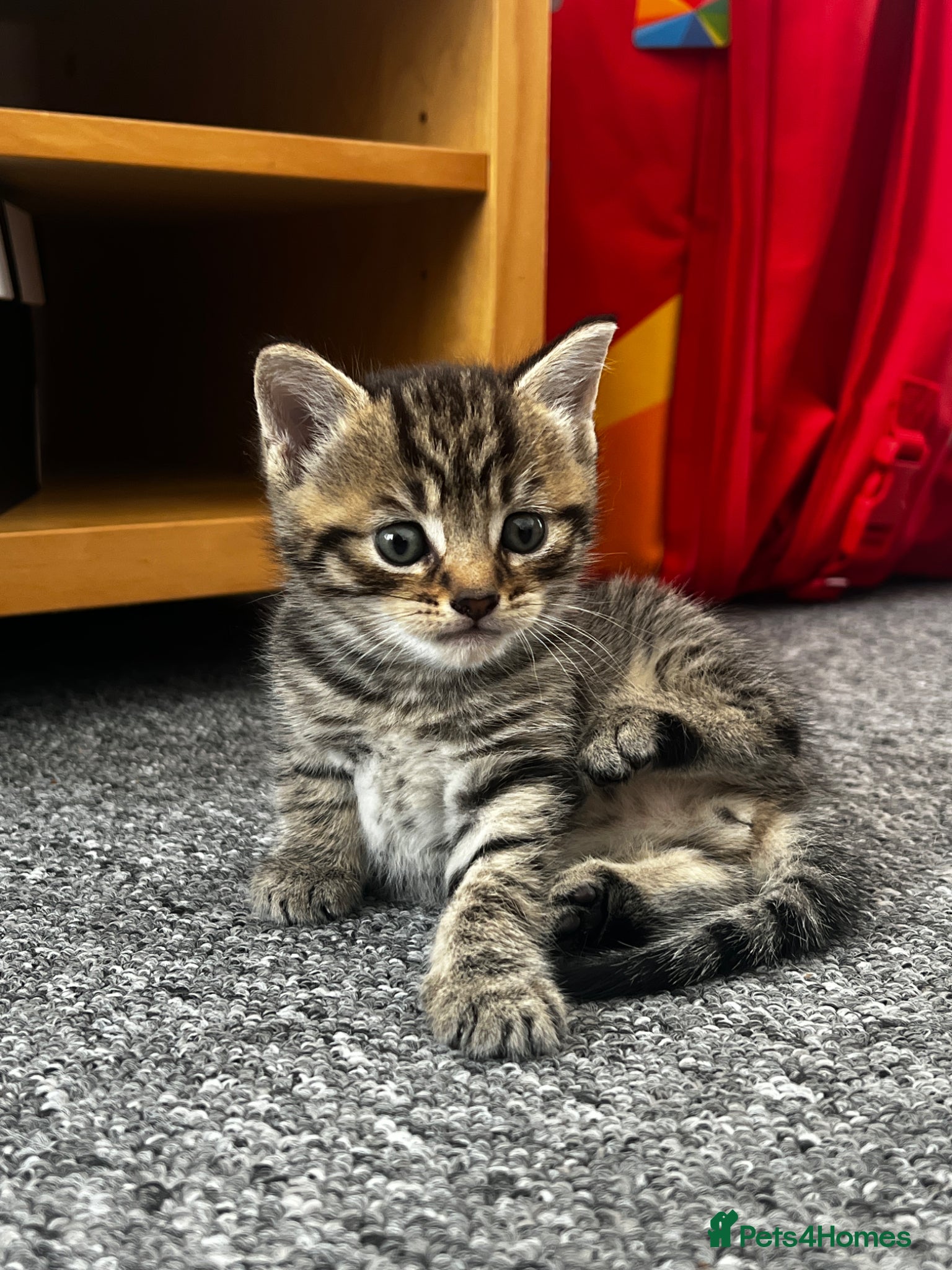Mixed Breed cats Cats for Sale🐈🐈‍⬛ - Advert 1