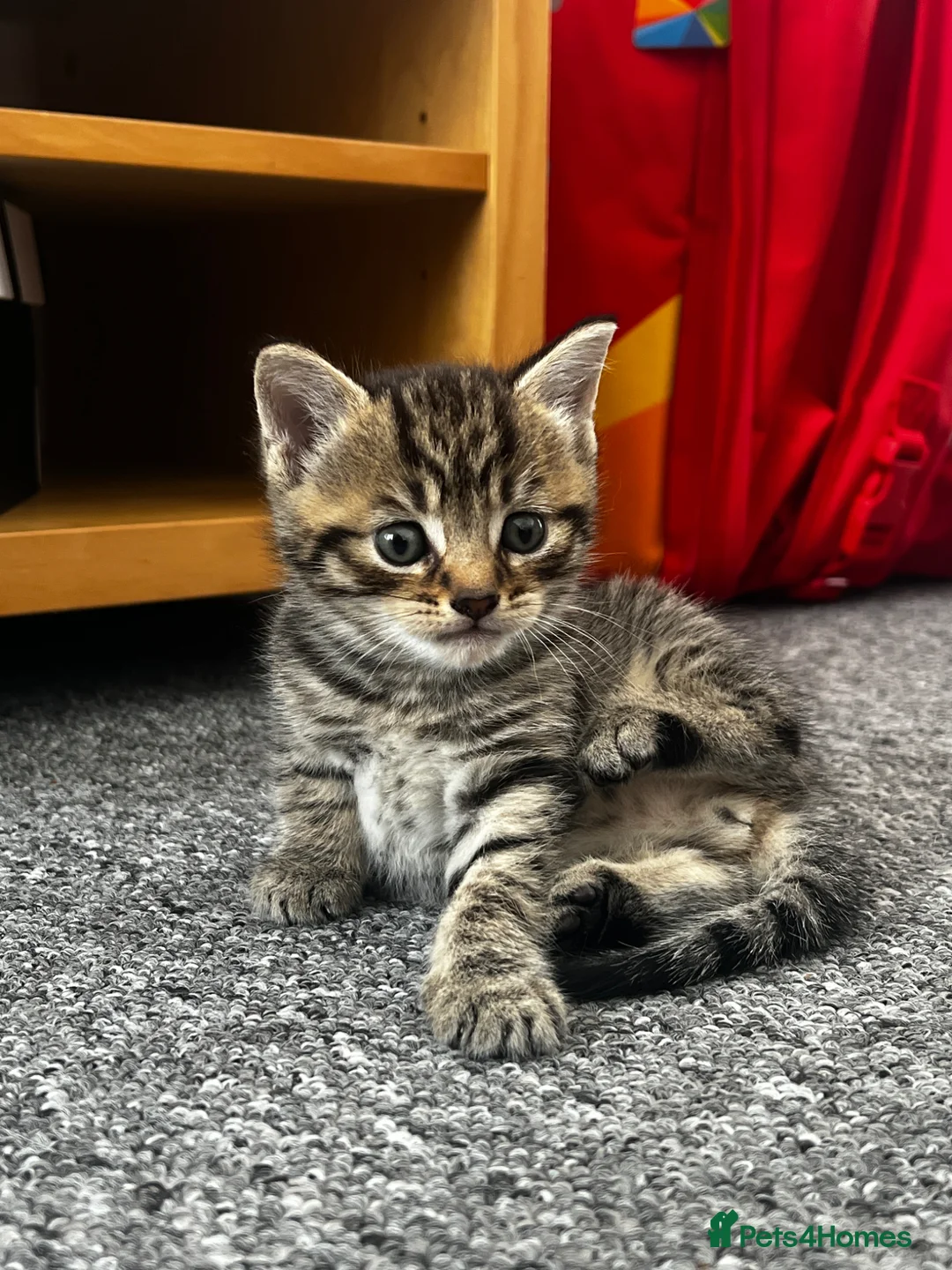 Mixed Breed cats for sale: Cats for Sale🐈🐈‍⬛ - Advert 1