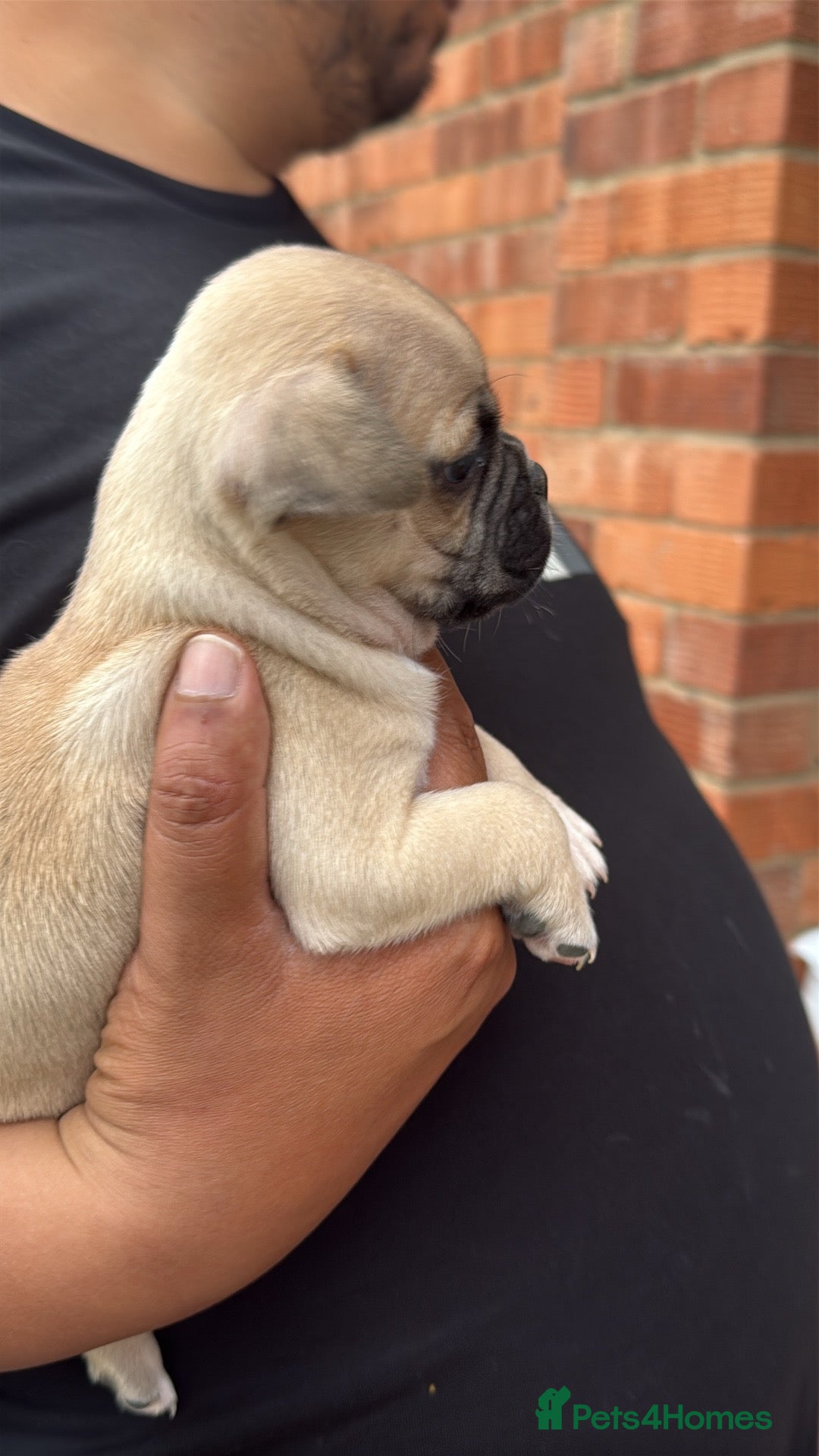 Mixed Breed dogs for sale: Pug x staffy pups REDUCED - Image 7