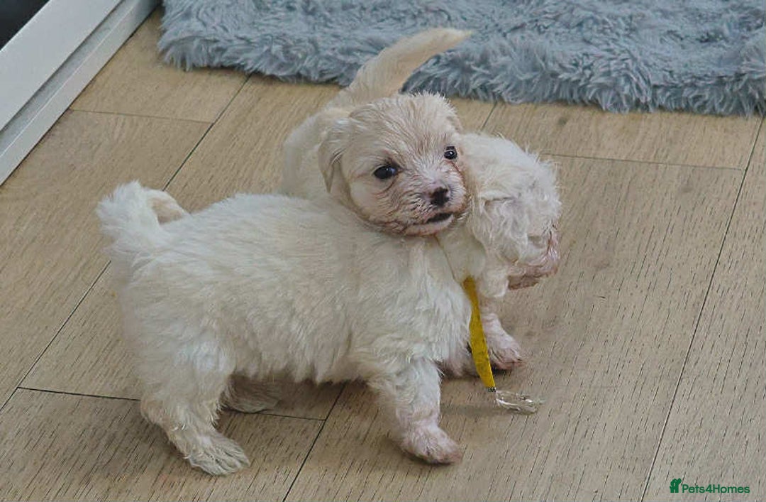 Maltese dogs for sale: Adorable maltese 3boys and 3 girls - Image 10
