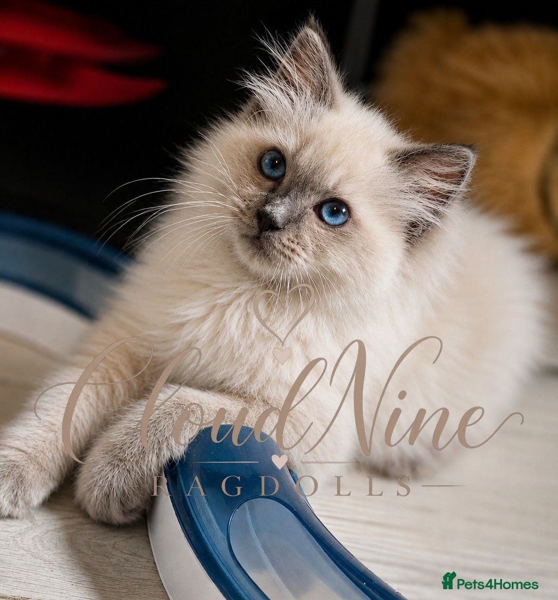 Ragdoll cats 1 Stunning TICA-Registered Ragdoll Boy - Simon - Advert 2