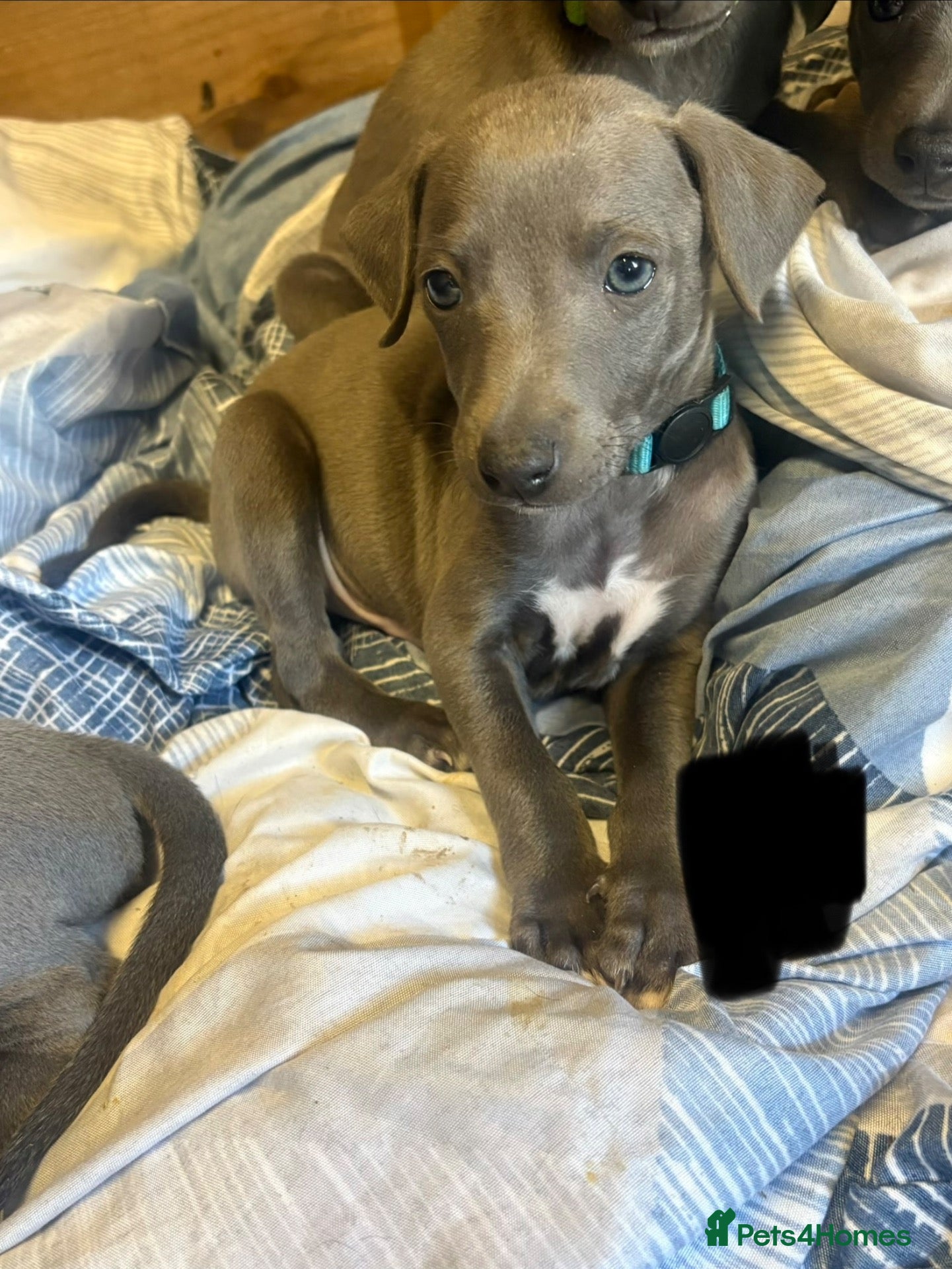 Whippet dogs Blue whippets 💙 2 boys left 🏡🏡 - Advert 13