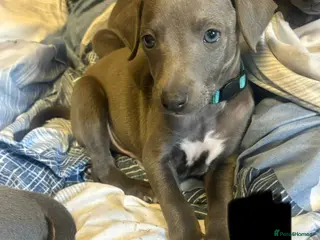 Whippet dogs Blue whippets 💙 2 boys left 🏡🏡 - Advert 13