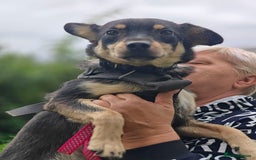 Mixed Breed dogs for adoption: 💖🐶 BUKA 🐶💖 - Image 6