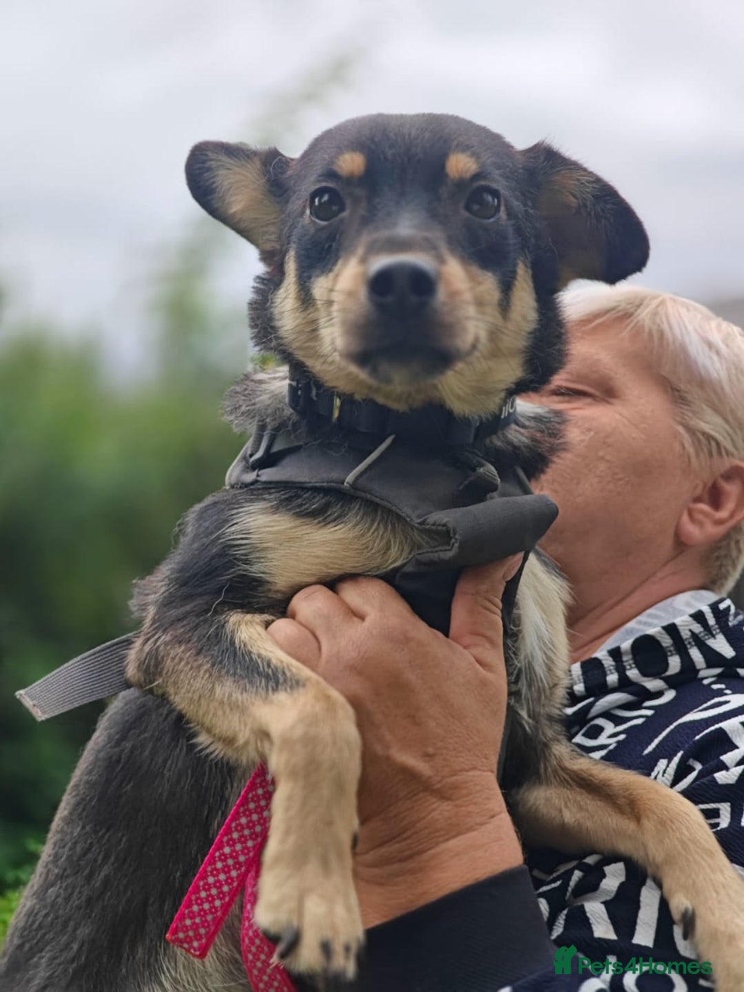 Mixed Breed dogs for adoption: 💖🐶 BUKA 🐶💖 - Image 6