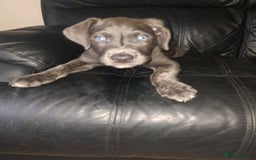 Cane Corso dogs for sale: Cane corso x - Image 3