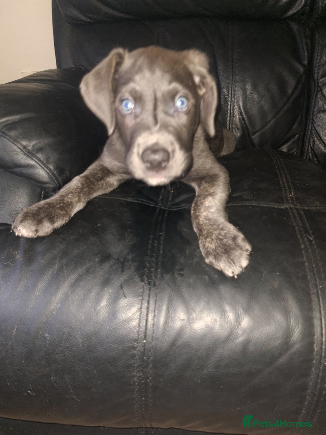 Cane Corso dogs for sale: Cane corso x - Image 3