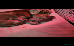 Miniature Dachshund dogs for sale: Miniature dachshund  - Advert 3