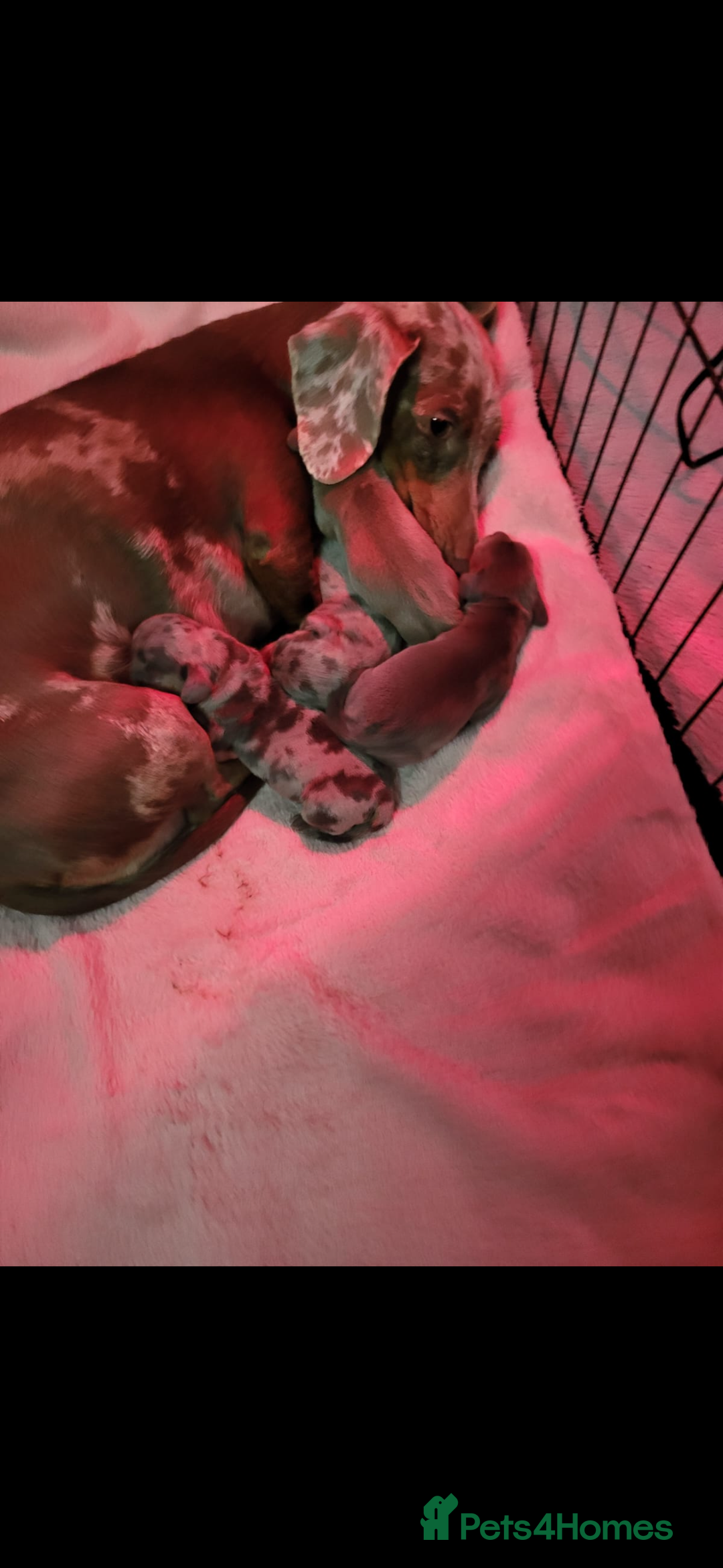 Miniature Dachshund dogs for sale: Miniature dachshund  - Advert 3