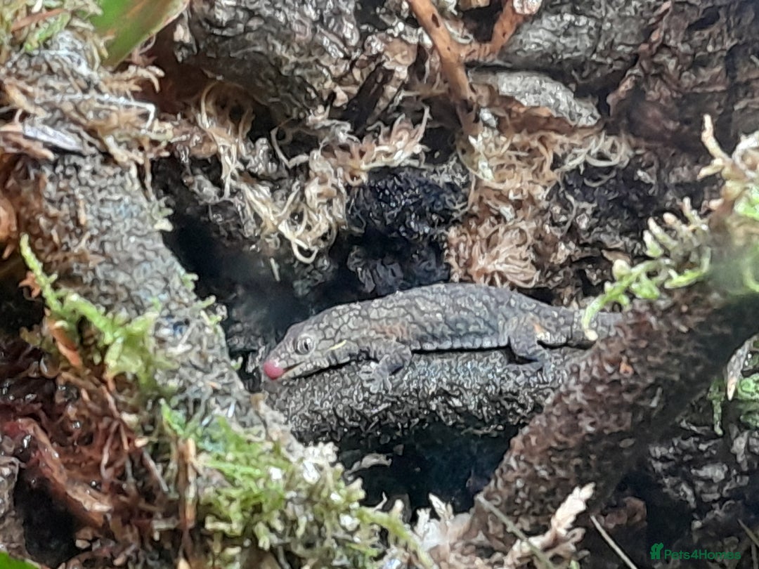 Gecko reptiles for sale: Bauer's Chameleon Gecko - Image 1
