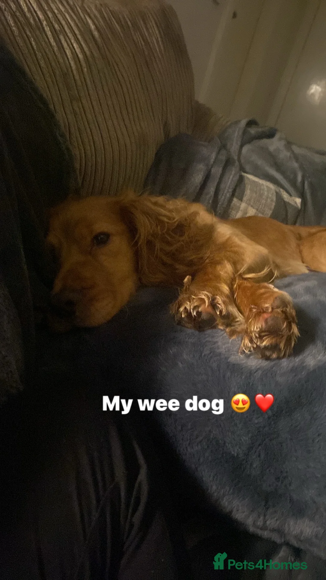 Cocker Spaniel dogs for sale: 2 year old cover spaniel  - Advert 8