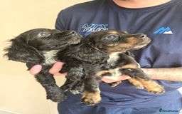 Cocker Spaniel dogs for sale: Cocker Spaniel puppies  - Image 15