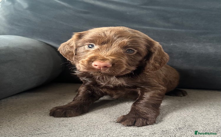 Cocker Spaniel dogs - Advert 12