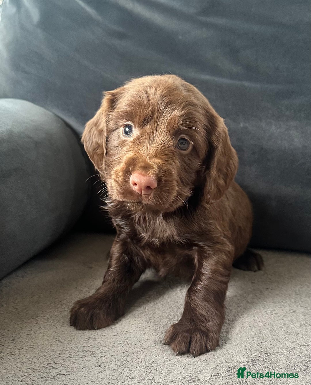 Cocker Spaniel dogs for sale: ADORABLE COCKER SPANIELS  - Image 1