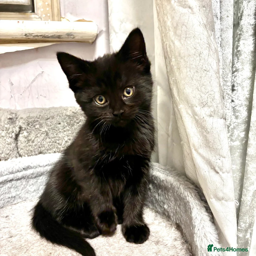 Mixed Breed cats for sale: Fluffy, playful kittens - Advert 14