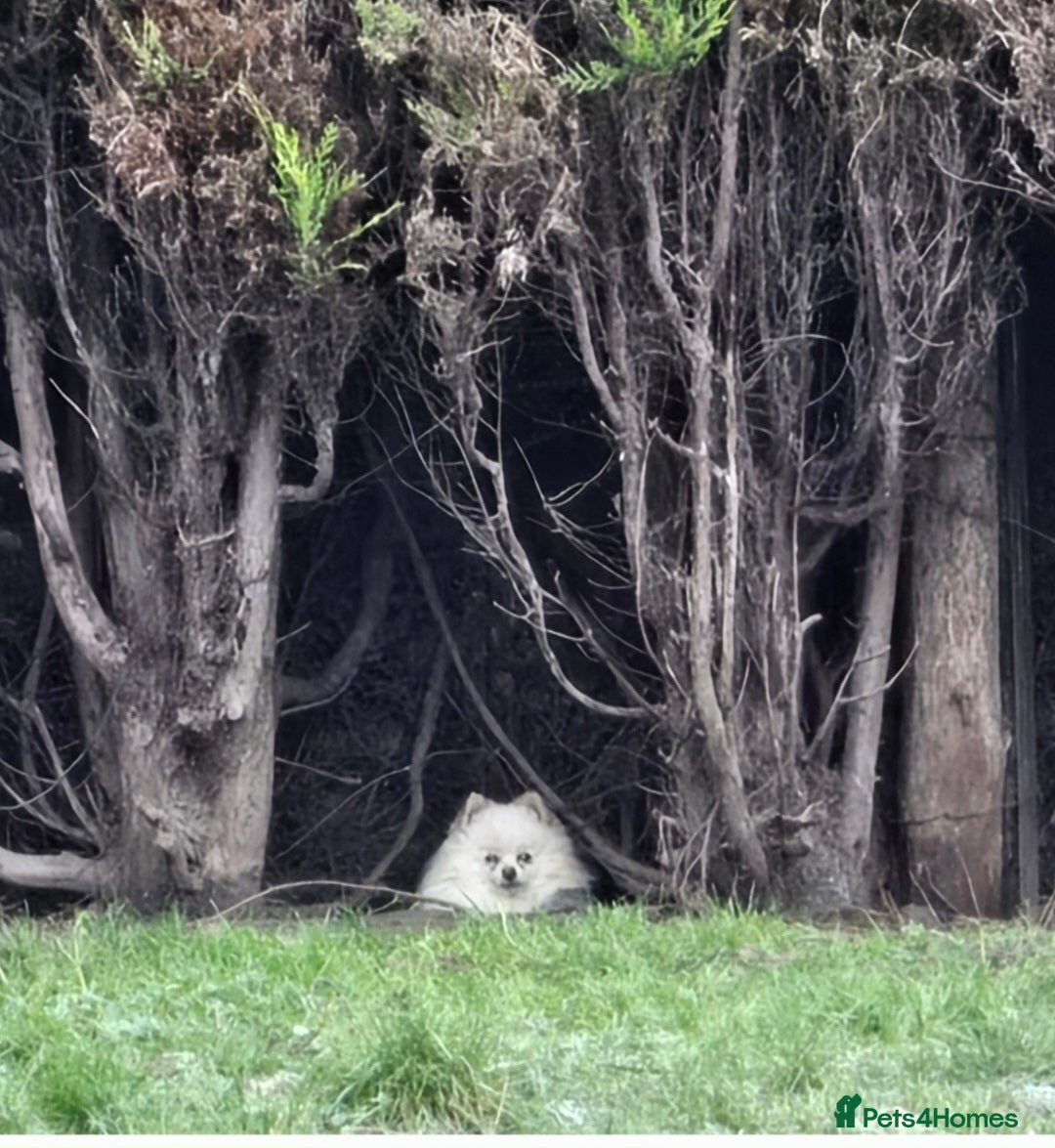 Pomeranian dogs Beautiful Pom available for Stud😍 - Advert 4