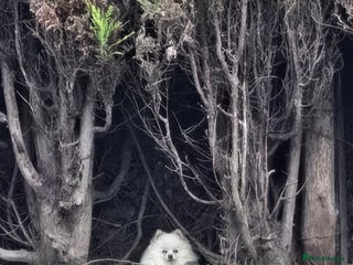 Pomeranian dogs in Wisbech - Advert 6