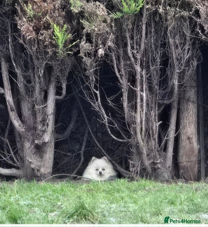 Pomeranian dogs Beautiful Pom available for Stud😍 in Wisbech - Advert 1