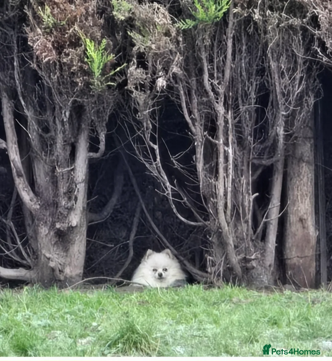 Pomeranian dogs for stud: Beautiful Pom available for Stud😍 in Wisbech - Advert 1