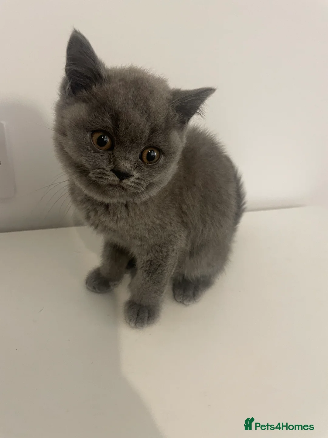 British Shorthair cats for sale: British short hair Pedigree registered  - Advert 7