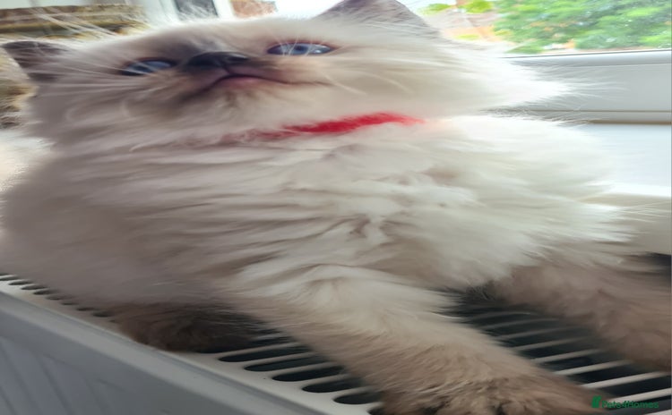 Ragdoll cats - Advert 1