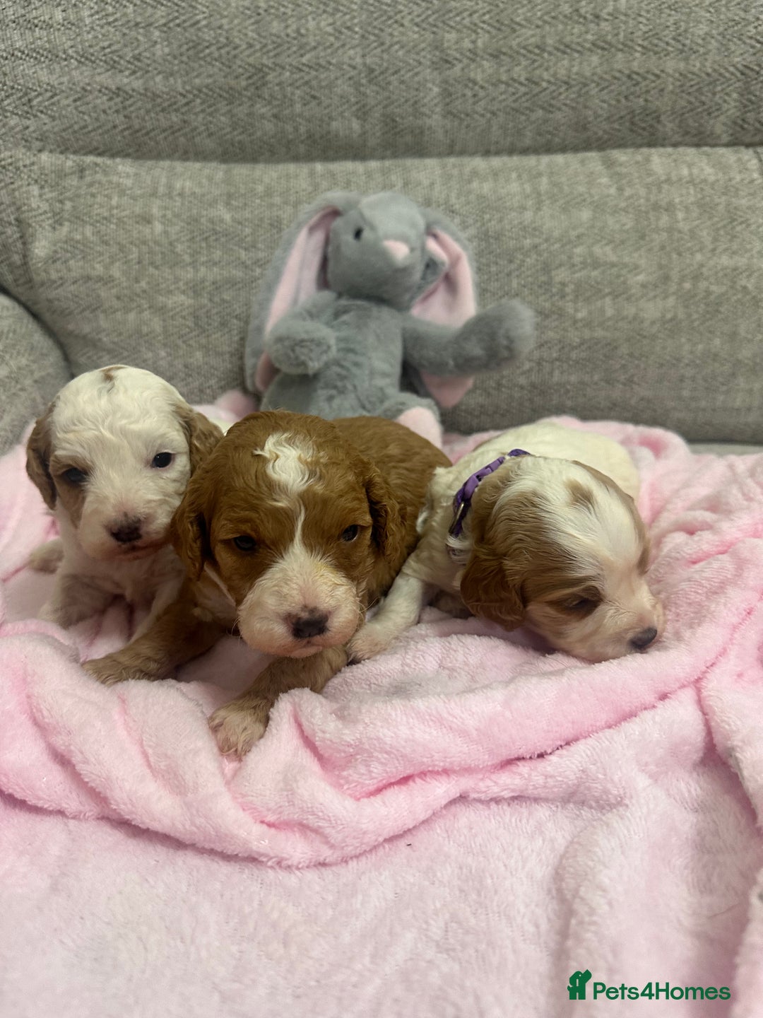 Cavapoo dogs for sale: Stunning F1b Cavapoos - Advert 19