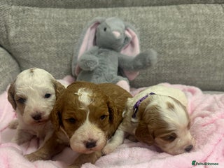 Cavapoo dogs Stunning F1b Cavapoos - Advert 13