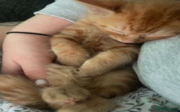 Domestic Shorthair cats for sale: 2 kittens. Calico girl + ginger boy both 17 weeks - Image 4