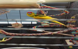 Parakeets birds for sale: Young Kakariki semi tame & large cage - Image 4
