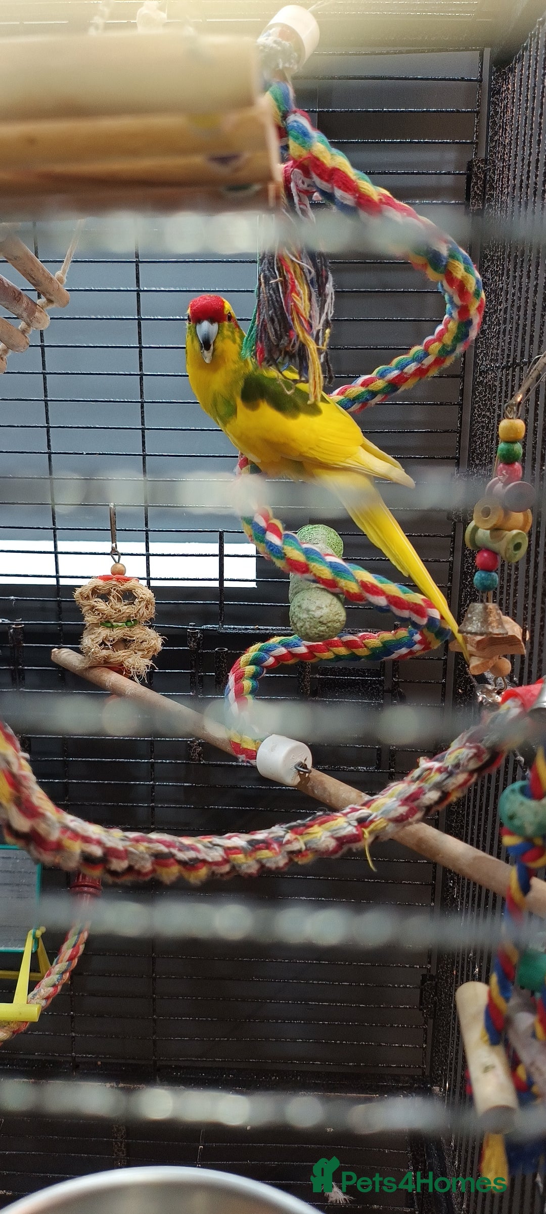 Parakeets birds for sale: Young Kakariki semi tame & large cage - Image 4
