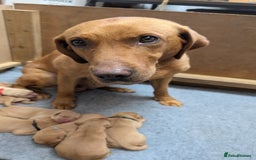 Labrador Retriever dogs for sale: KC Registered Working Labradors - Image 2