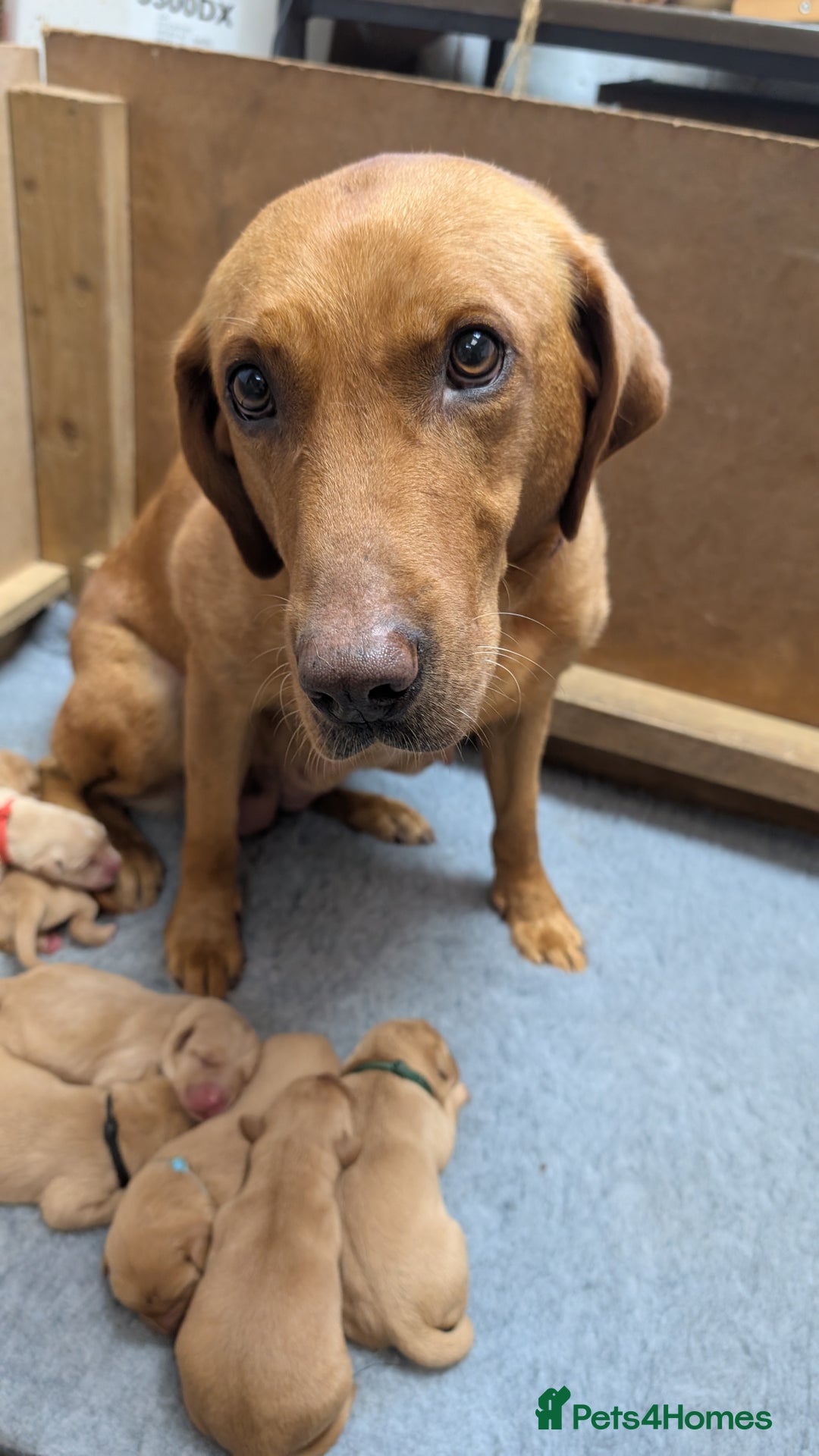 Labrador Retriever dogs for sale: KC Registered Working Labradors - Image 2