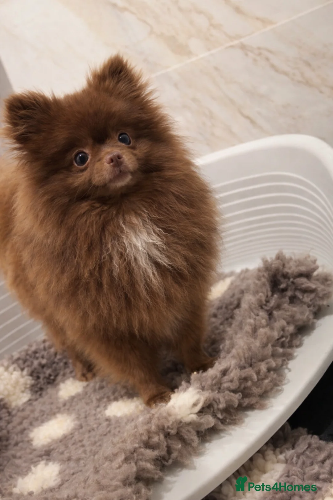 Pomeranian dogs for sale: 1 year old CHOCOLATE GIRL  🤎🎀  - Advert 1