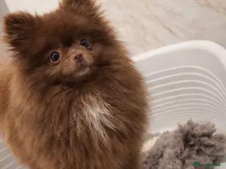 Pomeranian dogs 1 year old CHOCOLATE GIRL 🤎🎀 - Advert 1