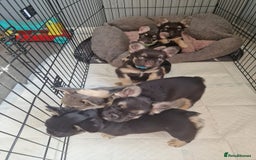 French Bulldog dogs for sale: *LAST2* Fluffy french bulldog puppies - Image 11