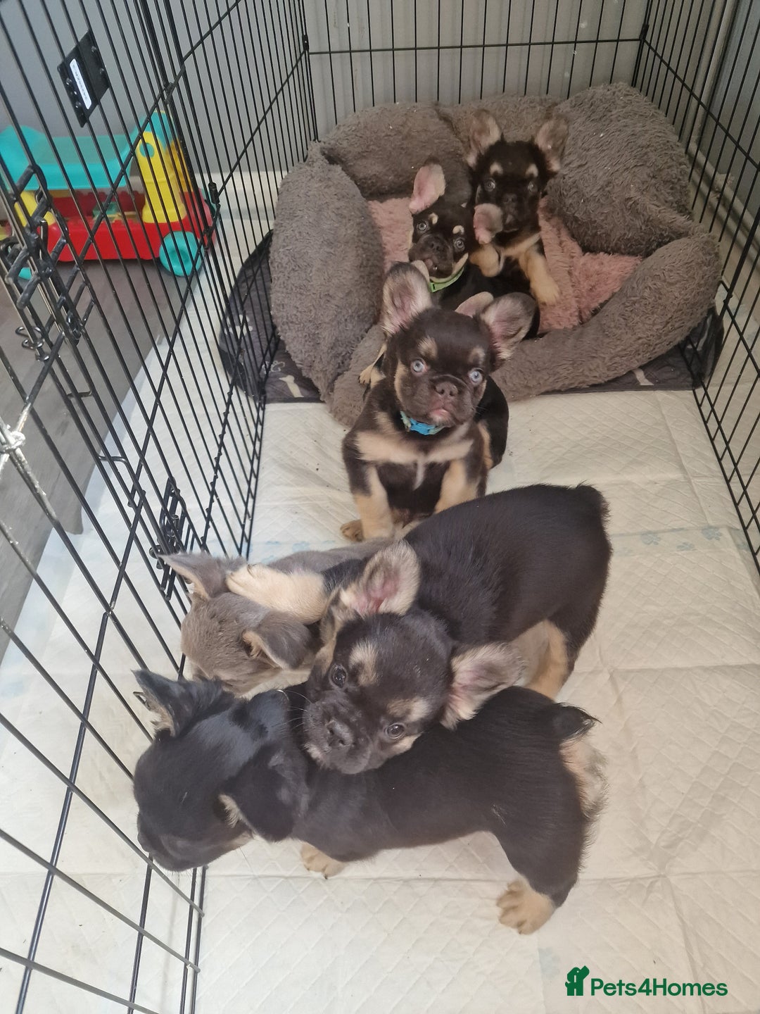 French Bulldog dogs for sale: *LAST2* Fluffy french bulldog puppies - Image 11