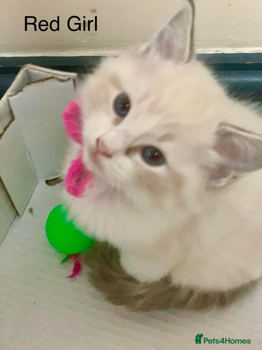 Ragdoll cats for sale: ❗️Charming Pure Ragdoll Kittens waiting love ❤️❗️ - Advert 6