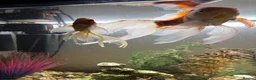 Goldfish fish for sale: Three foot fish tank and cabinet.  - Advert 1