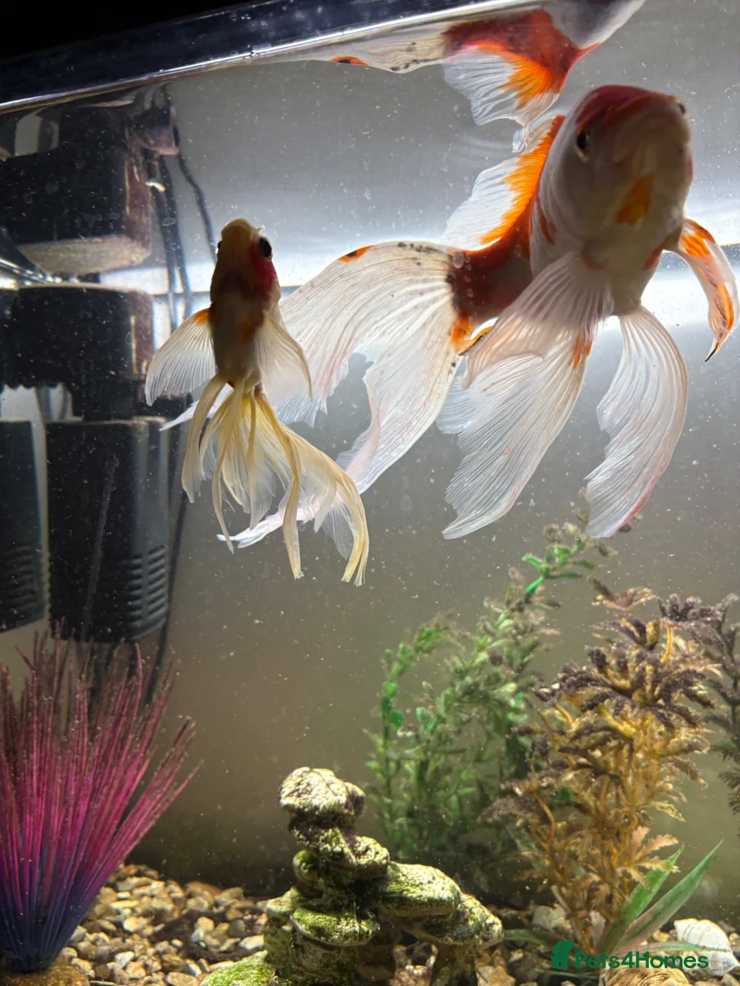 Goldfish fish for sale: Three foot fish tank and cabinet.  - Advert 1