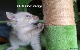 Ragdoll cats for sale: GCCF Gorgeous Pure Pedigree Ragdoll Kittens - Image 18
