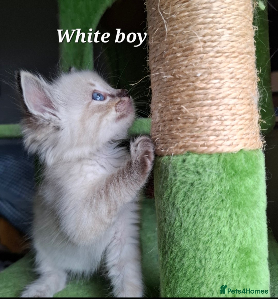 Ragdoll cats for sale: GCCF Gorgeous Pure Pedigree Ragdoll Kittens - Image 18